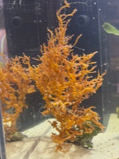 Euchema spinnosum