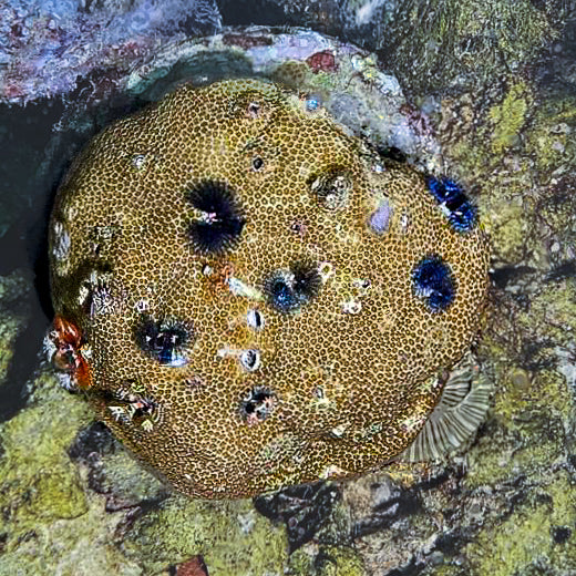 Bisma Christmas Tree Worm Rocks