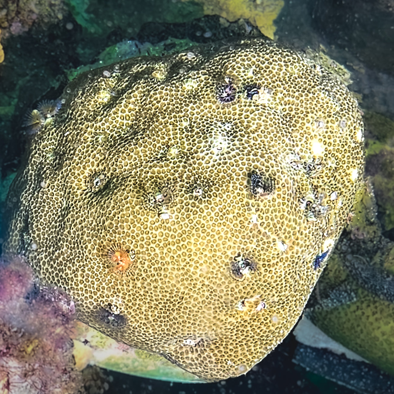 Bisma Christmas Tree Worm Rocks