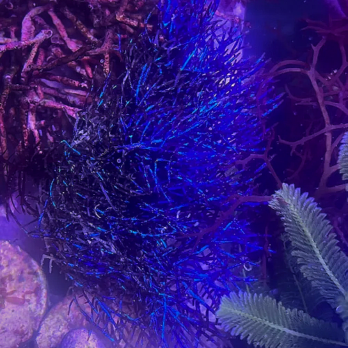 Coelothrix irregularis