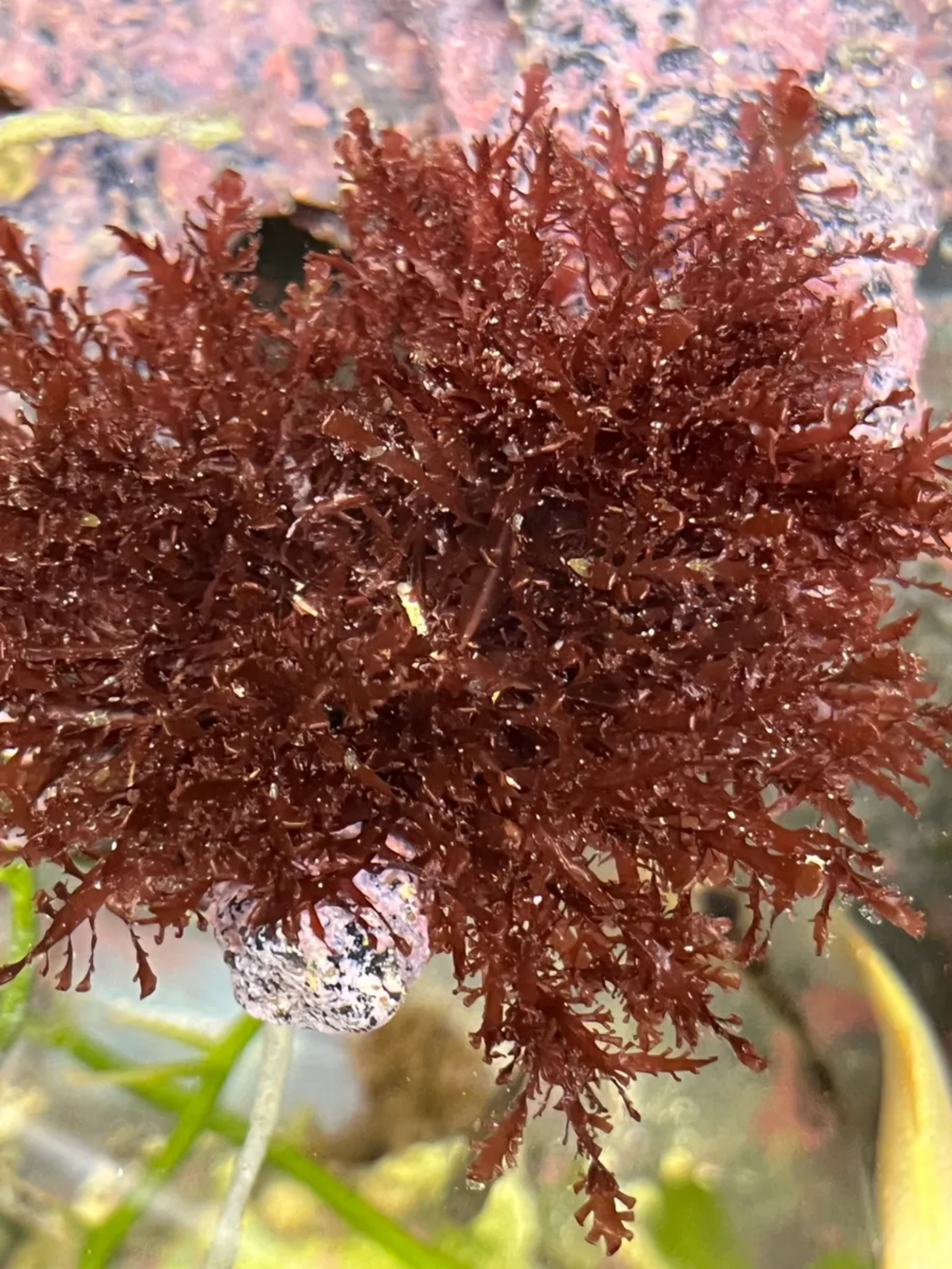 Halymenia Plumae