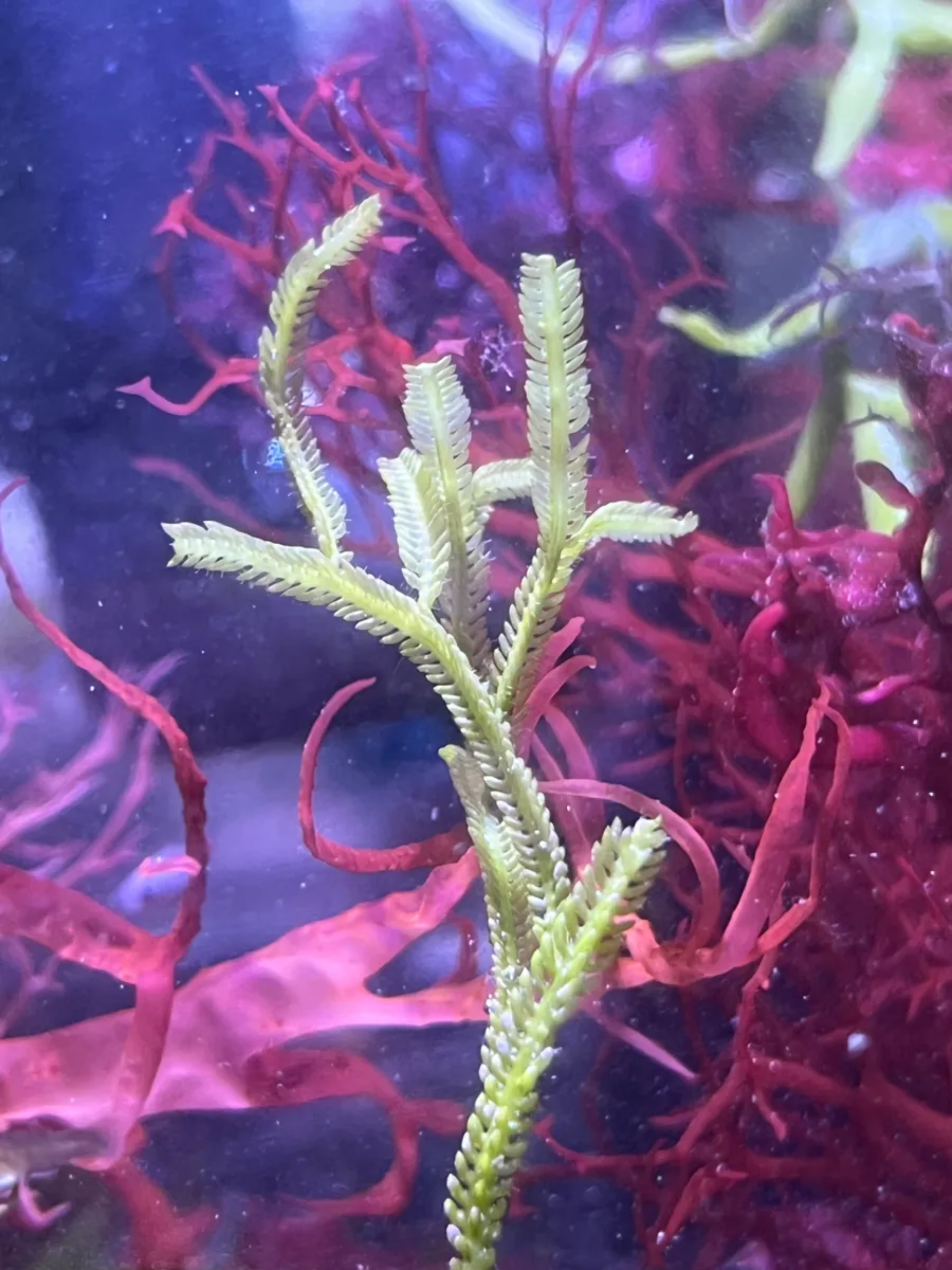 Caulerpa cupressoides