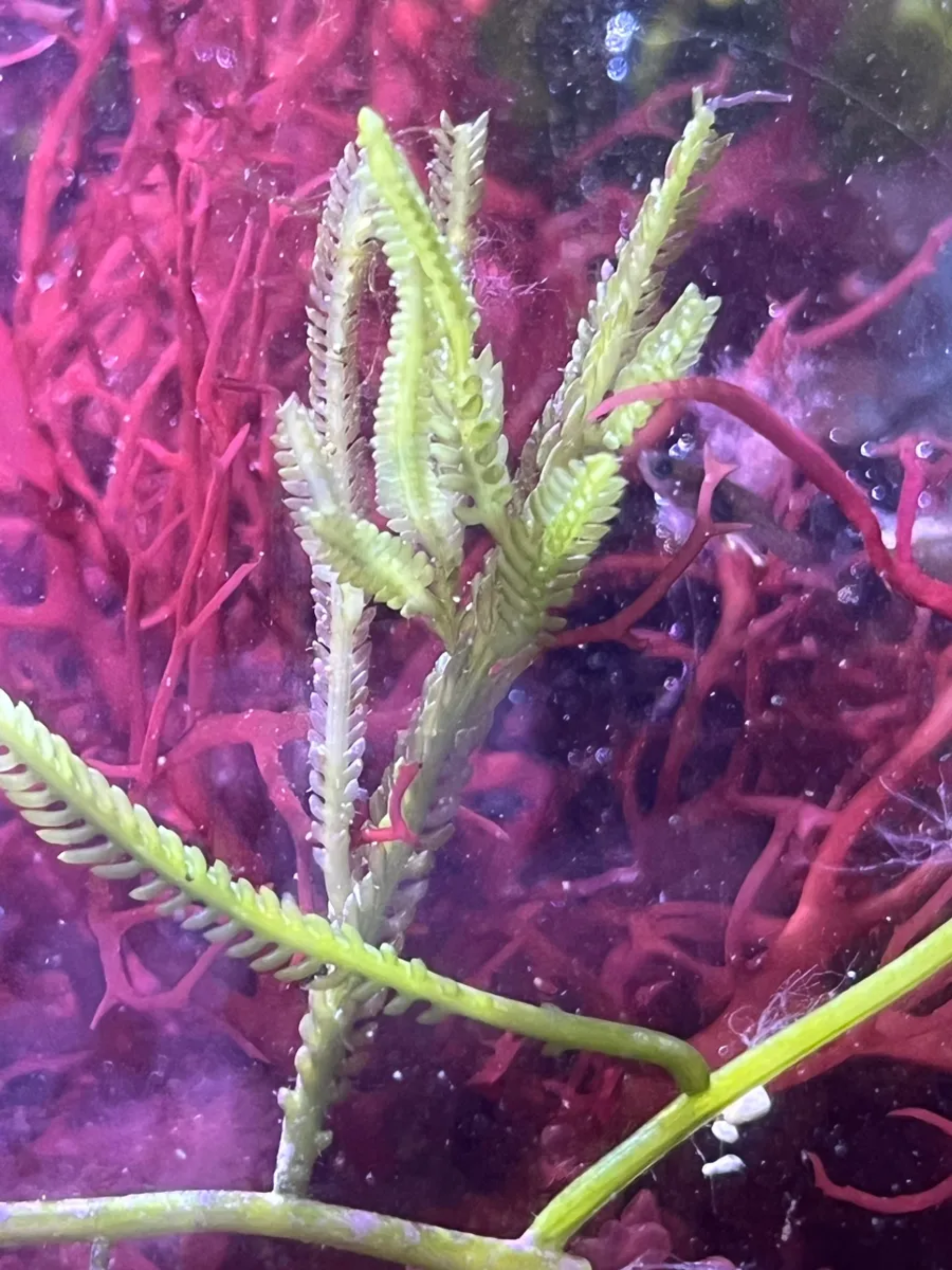 Caulerpa cupressoides