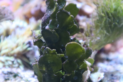 Halimeda discoidea – The Macro Lady
