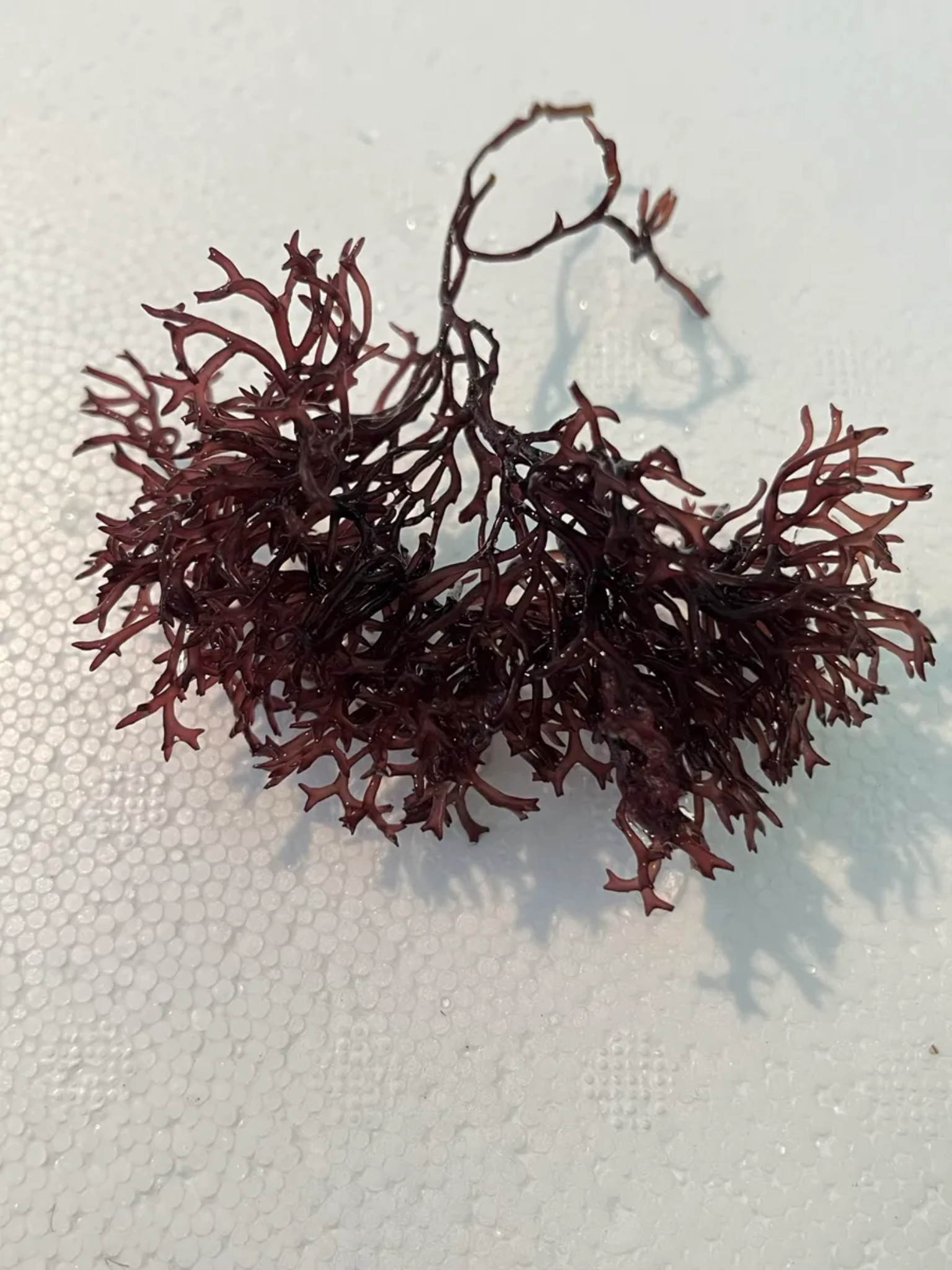 Gracilaria corticata