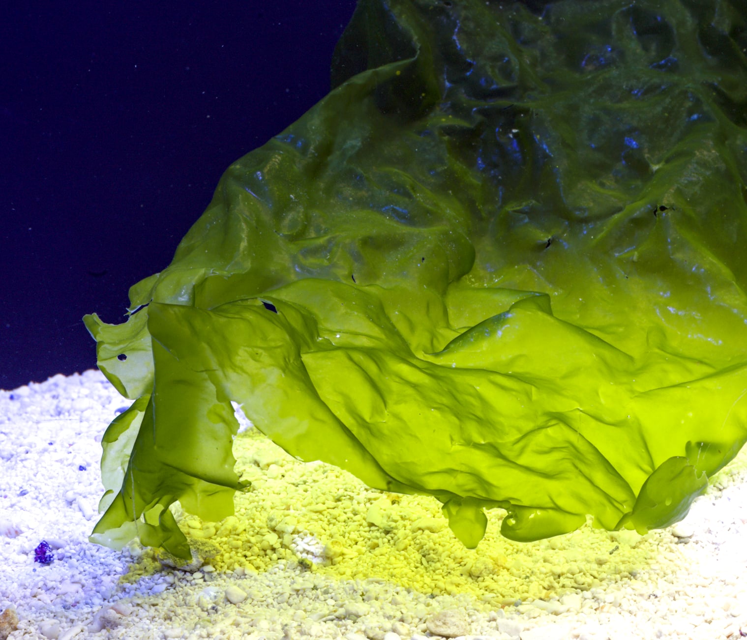 Ulva sp.