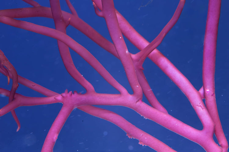 Gracilaria Blodgetti