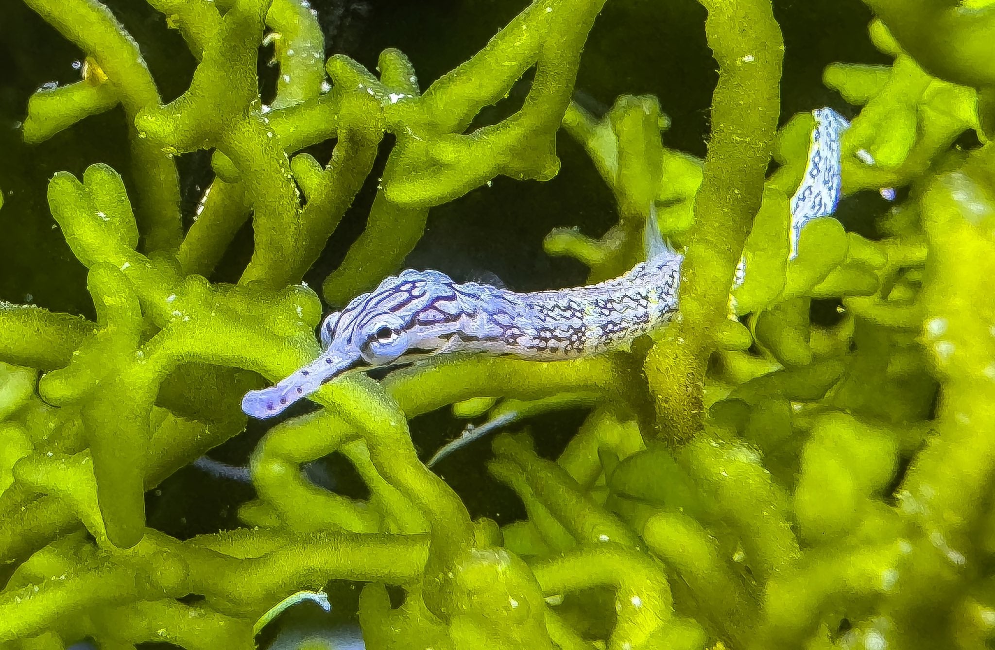 Dragon Face Pipefish