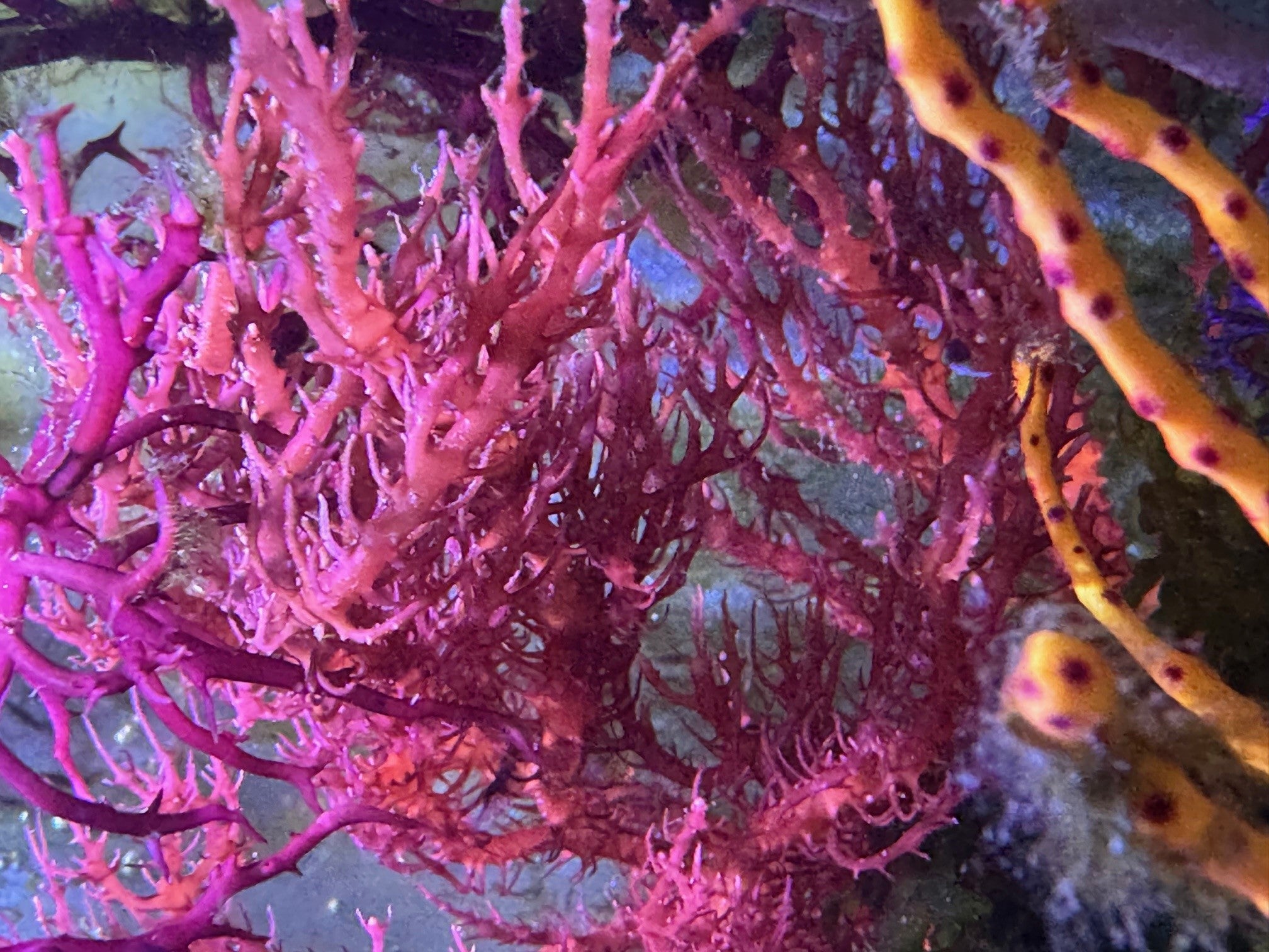 Euchema spinnosum