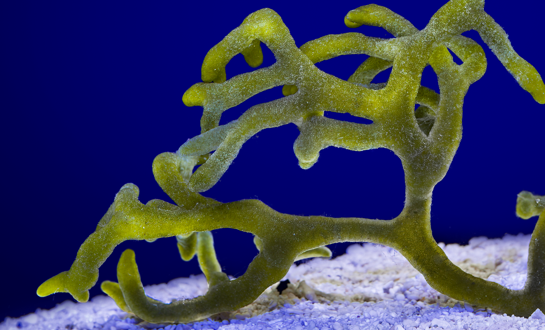 Codium Fragile