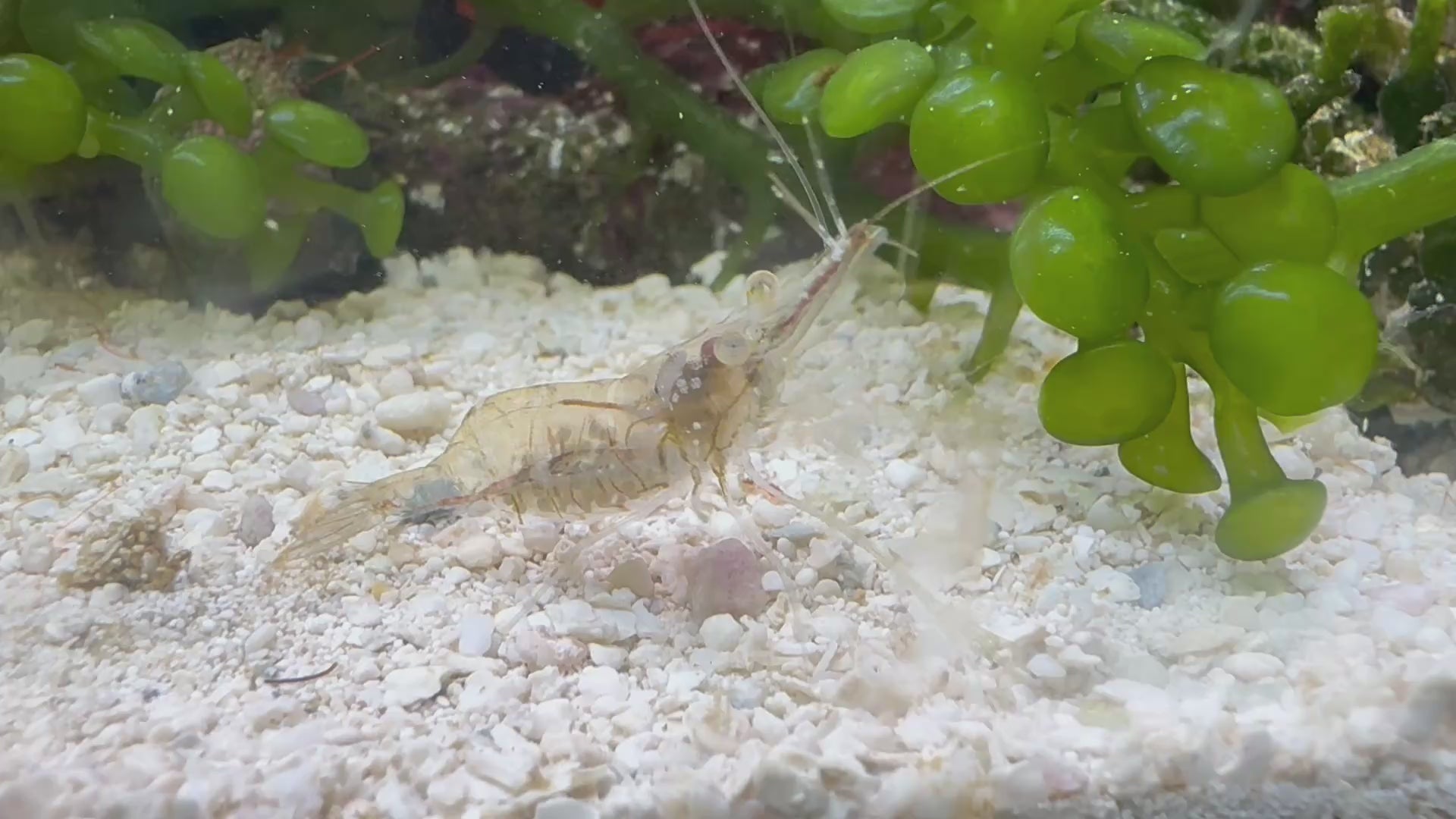 Saltwater Grass Shrimp