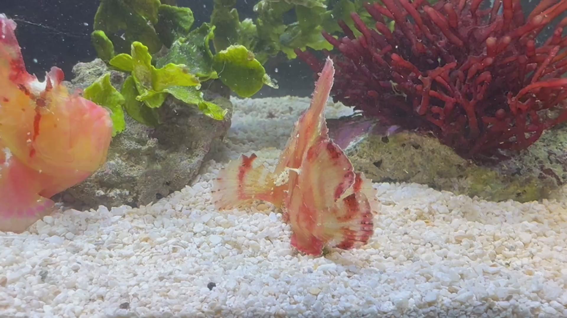 Red Leaf Fish