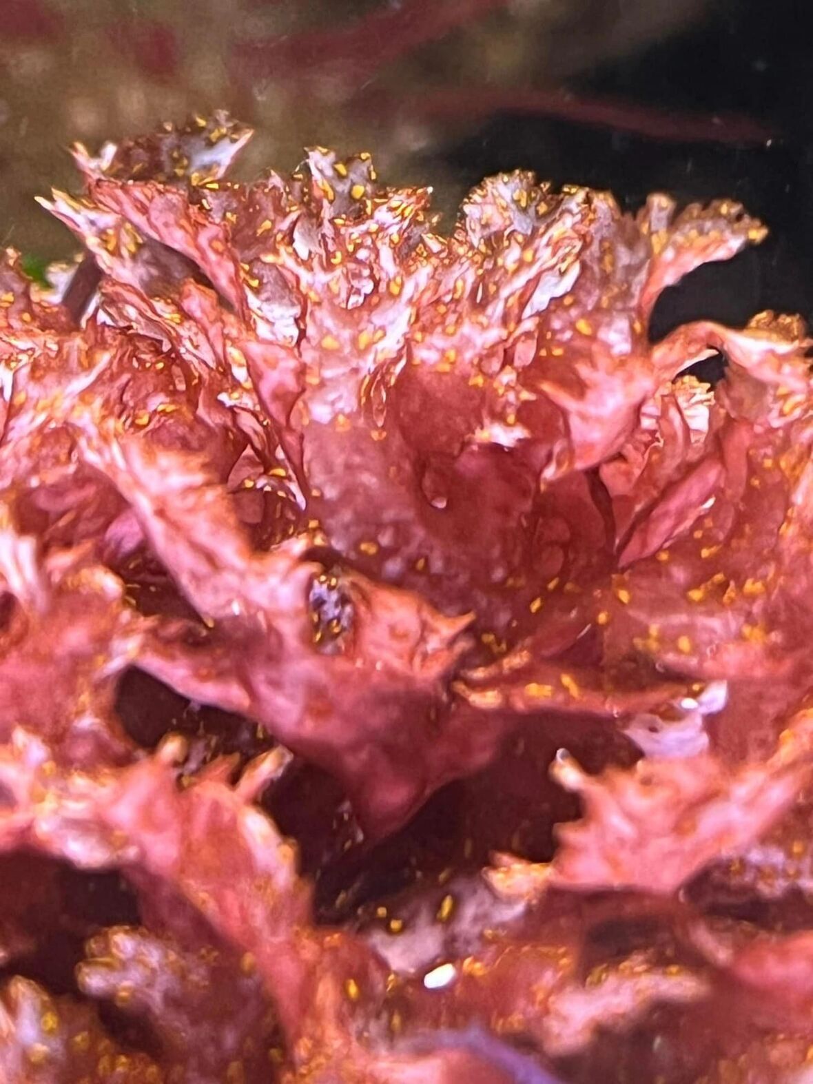 Augophyllum wysorii