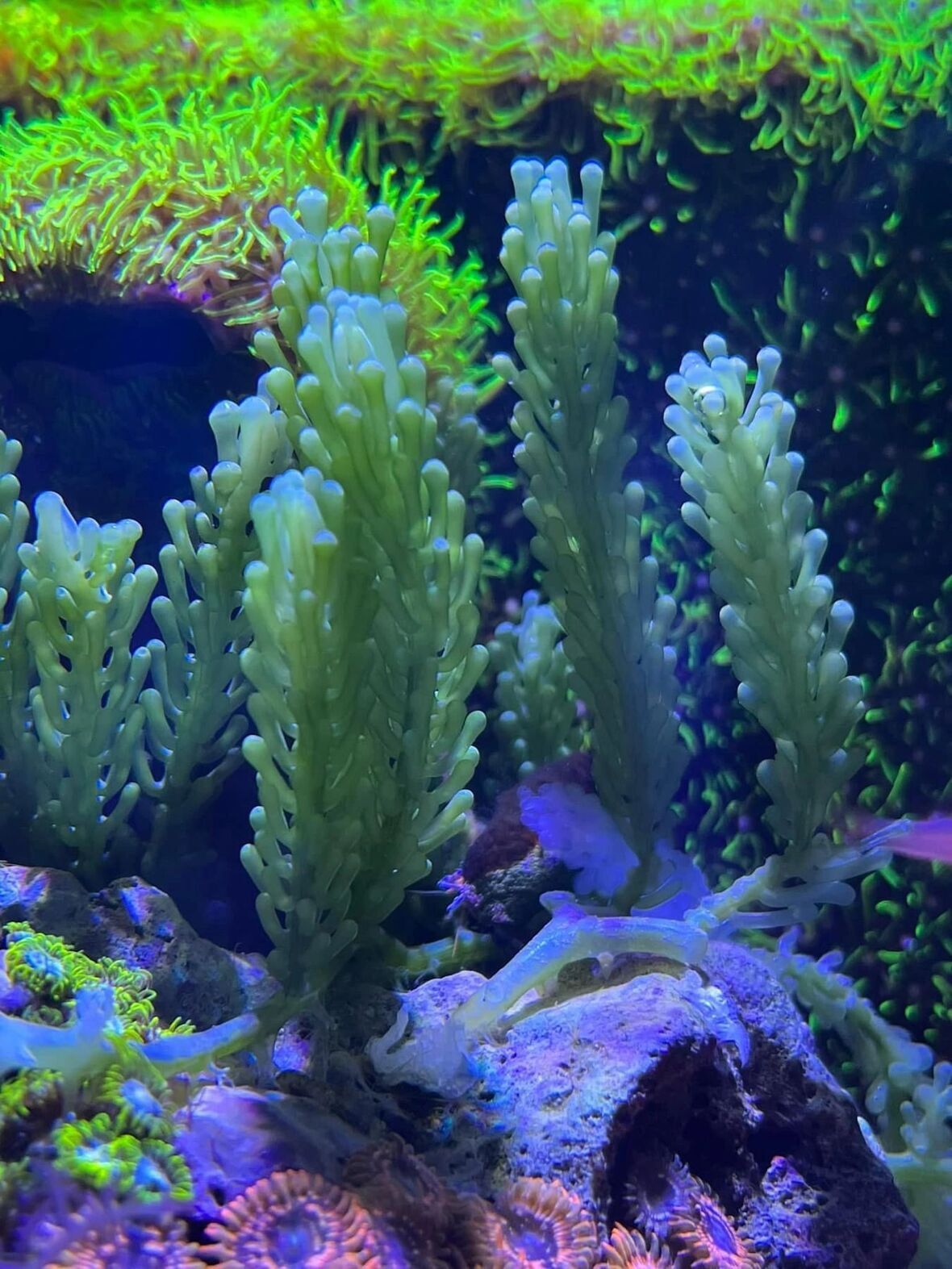 Caulerpa lentillifera