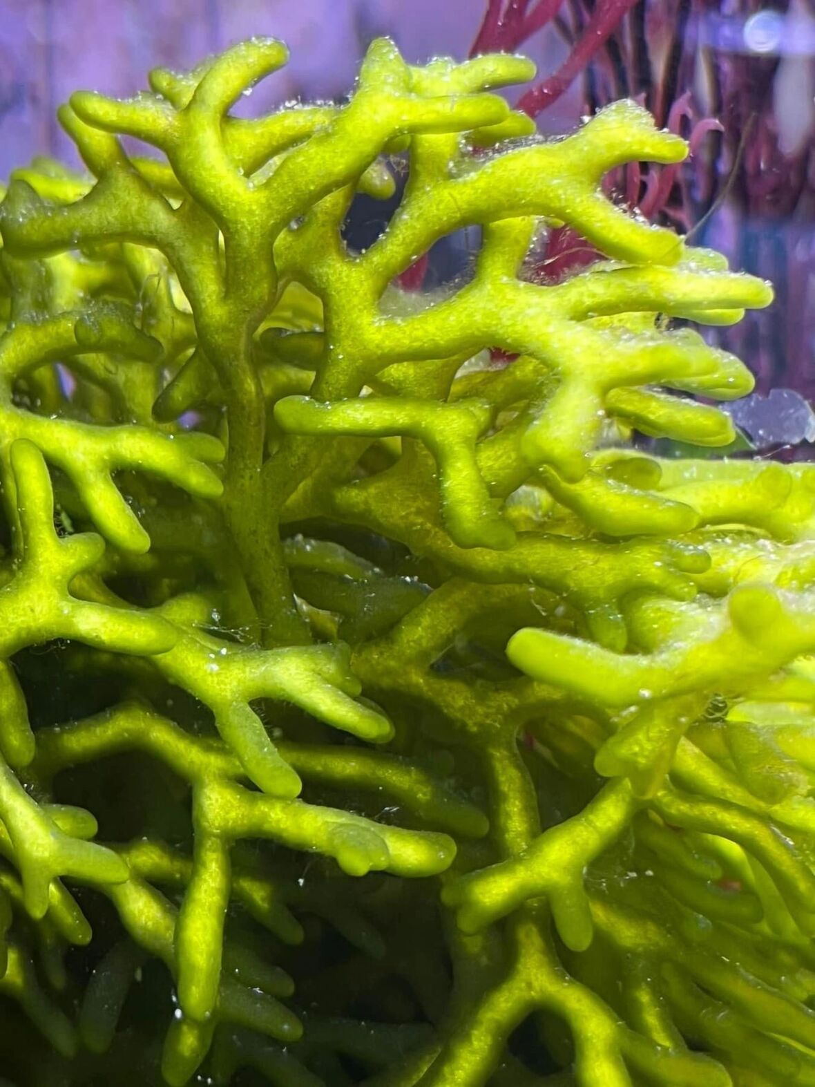Codium Fragile