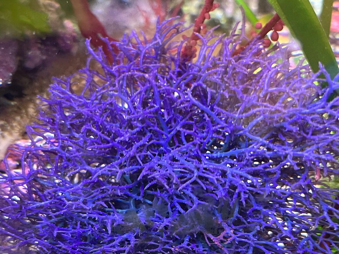 Hypnea pannosa
