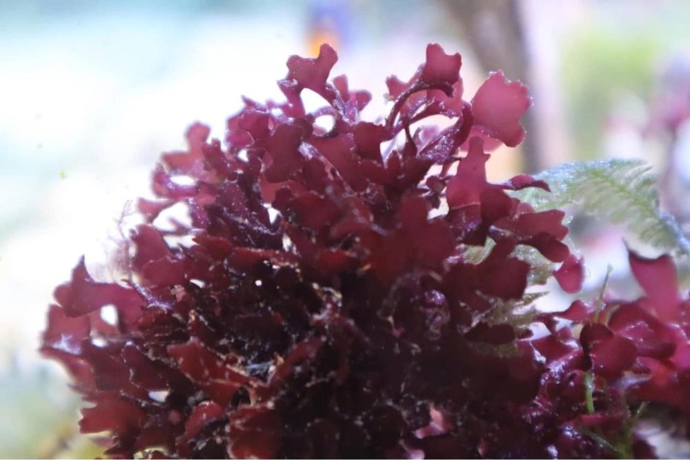 Gracilaria Hayi
