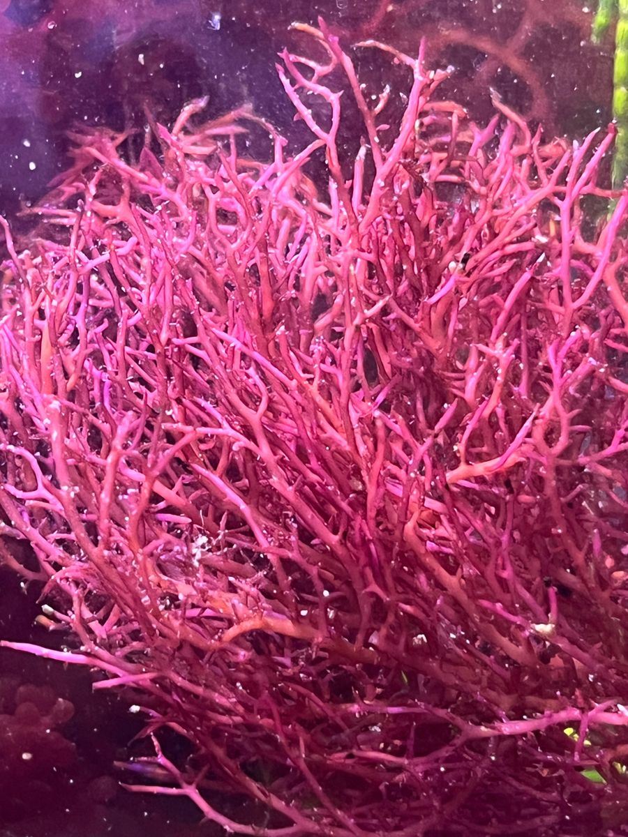Refugium Starter Pack