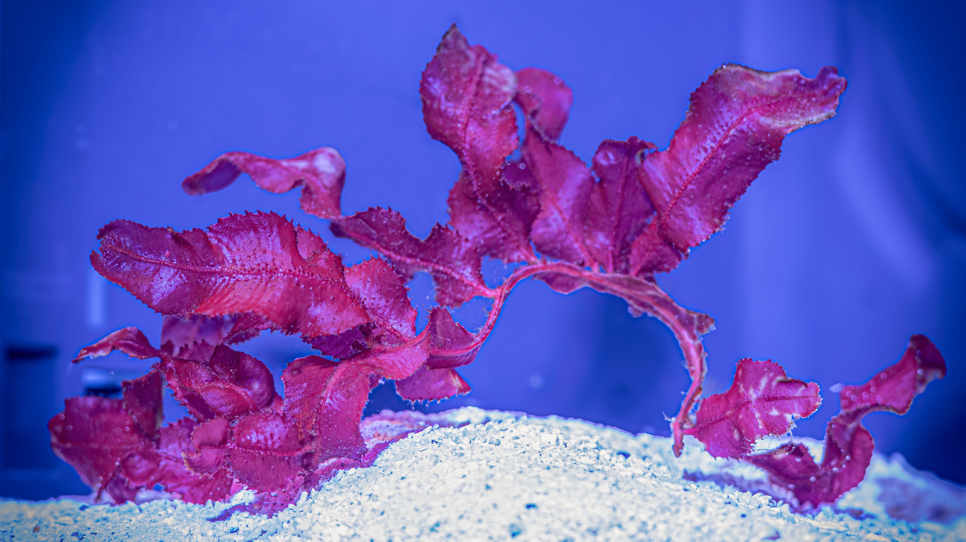 Neurymenia fraxinifolia