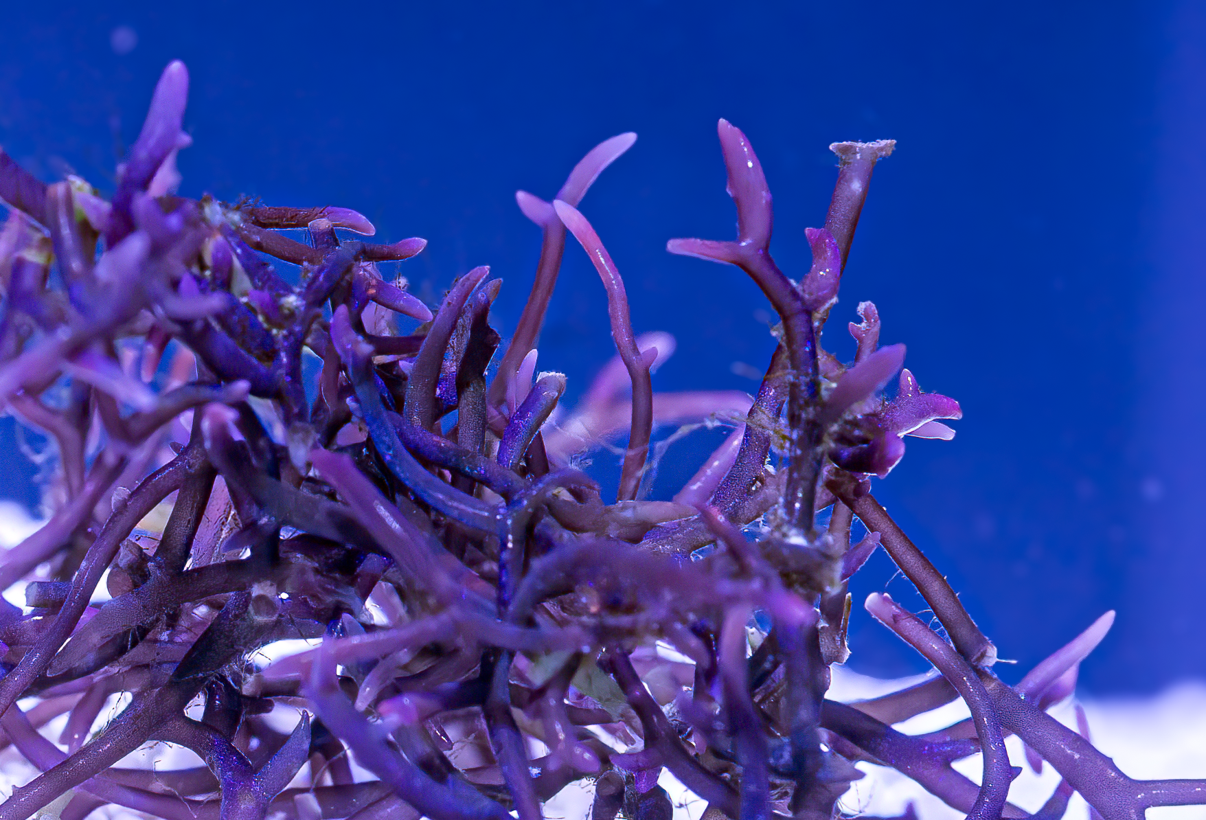 Blue Ochtodes