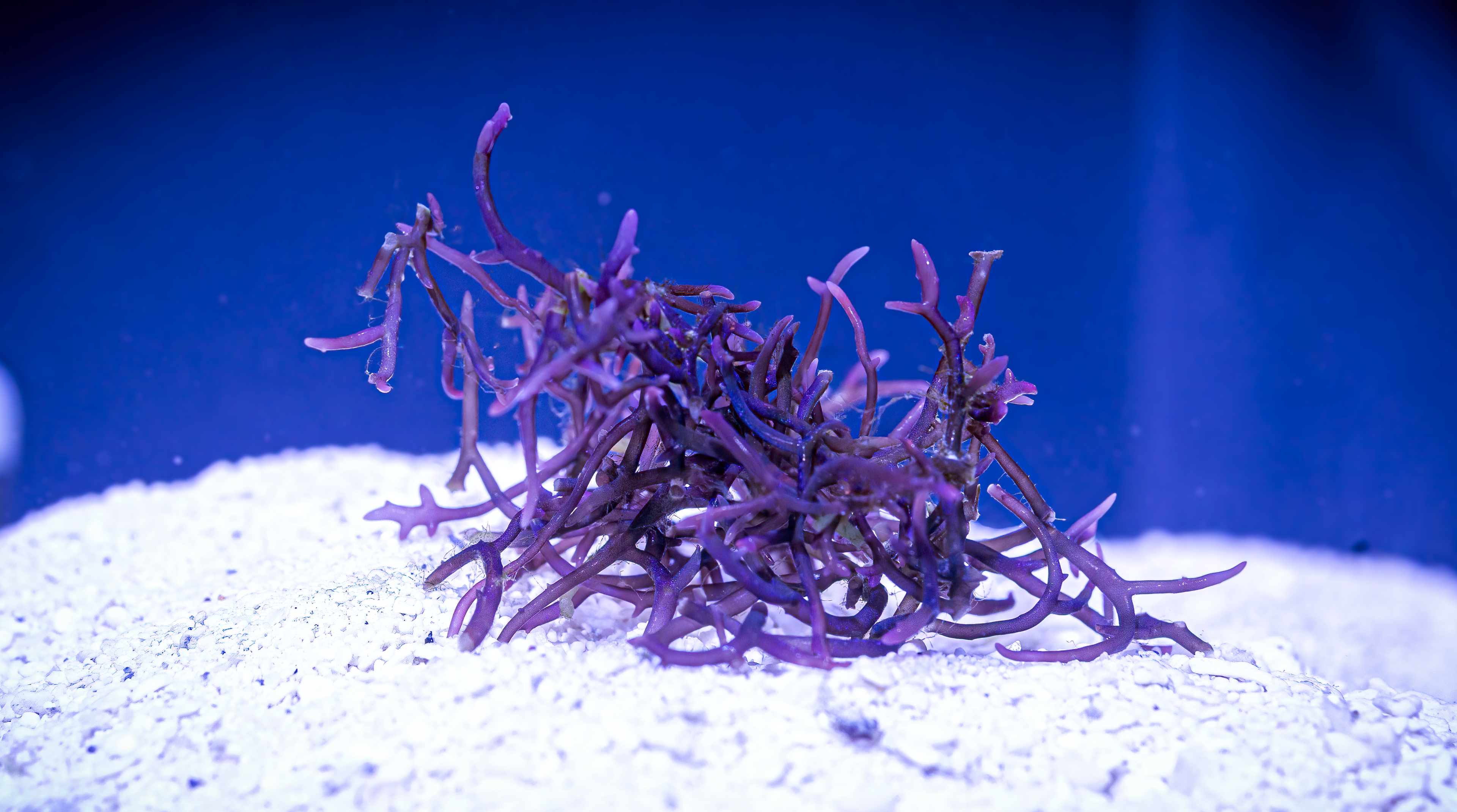 Blue Ochtodes